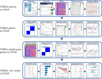 Copper metabolism patterns and tumor microenvironment characterization in colon adenocarcinoma